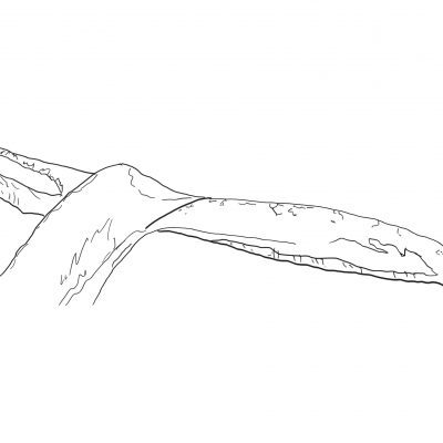 whale_sketch